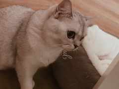-滚猫咖啡·猫咖·猫友好撸猫(未来城店)