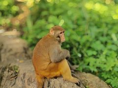 -黔灵山公园