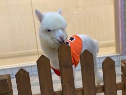 -Moni星球萌宠·小马宝莉·灵蛇·高端高阶全萌宠互动体验俱乐部(红豆国际广场店)