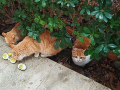 -上海怡沁园度假酒店