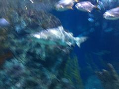 -暹罗海洋世界