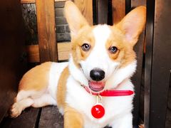 -百好乐宠物友好餐厅(朝外大街店)