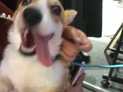 -贵州小豆腐(杨家坪总店)