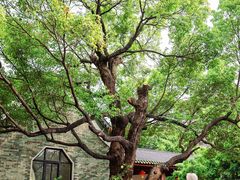 -广州神农草堂中医药博物馆