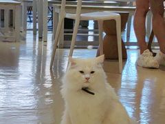 -藏猫猫咖啡主题馆(中央大道店)