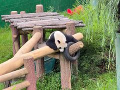 -沈阳森林动物园