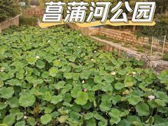 -菖蒲河公园