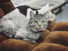 -菠萝格斗巴西柔术训练馆