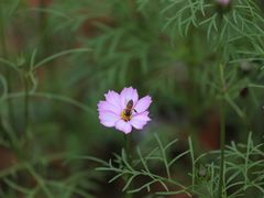 -天适樱花悠乐园