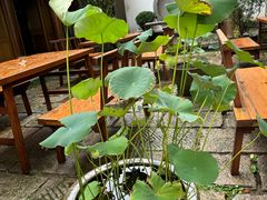 -鲤院·新中式美学·庭院餐厅(夫子庙店)