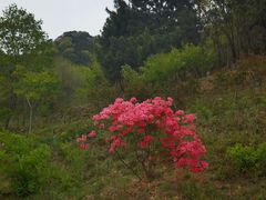 -青岛森林野生动物世界
