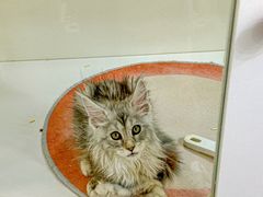 -青奢宠物·青奢猫舍