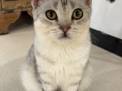 -共舞时光猫咖·狗咖(新街口店)