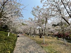 -南山植物园