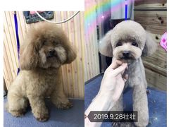 -爱宠屋pet shop·宠物洗澡·宠物美容