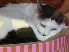 -御宝贝·A梦猫科宠物医院(国际猫友好医院)