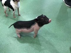 -藦茜花园宠物主题亲子互动体验馆(国顺东路店)