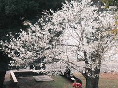 -奈良公园