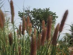 -紫云台香草园