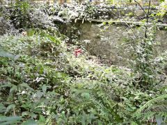 -滴水岩森林公园