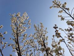 -国际非物质文化遗产博览园