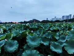 -月湖风景区