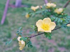 -莲湖公园