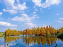 -白鹭湾湿地公园