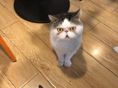-Cappucimeow猫咪咖啡馆(韦伯时代店)