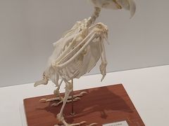-重庆自然博物馆(新馆)