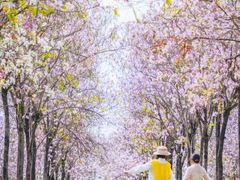-广东花都湖国家湿地公园
