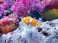 -暹罗海洋世界