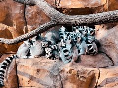 -北京野生动物园