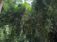 -望江楼公园