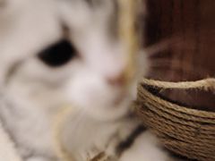 -欣宠猫屋·矮脚拿破仑·蓝金金渐层