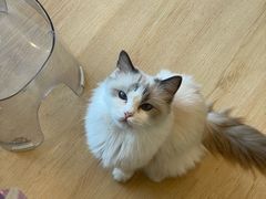 -有喵·猫咖·狗咖·30几只猫10只小狗(岗厦店)