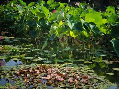 -国家植物园南园