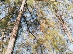 -合肥滨湖国家森林公园