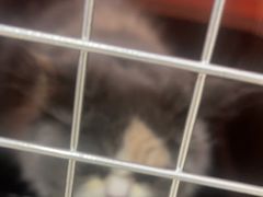 -佳雯宠物医院·皮肤科·内外科(春晓路分院)