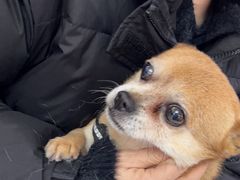 -翊宠yipet猫狗购宠庄园犬舍•猫舍