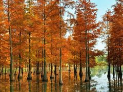 -白鹭湾湿地公园