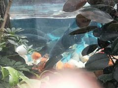 -忆江南·临江鱼馆