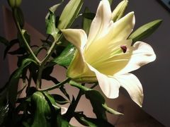 -秦美花卉(天朗·莱茵小城2期店)