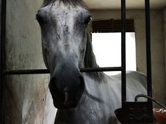 -枫露马术学院(藏书校区)