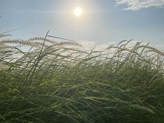 -大湾区中央湿地公园-十九涌