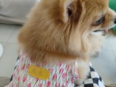 -怪兽屋·羊驼·猫咖·狗咖(俊华广场店)