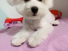 -PETKIT小佩宠物·低压洗护(国顺东路店)