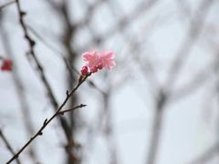 -天适樱花悠乐园