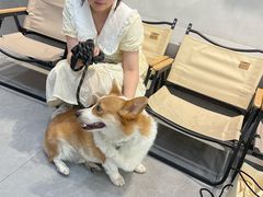 -伟伟宠物医院·CT影像中心·瑞派犬猫综合性门诊(汉口总院)