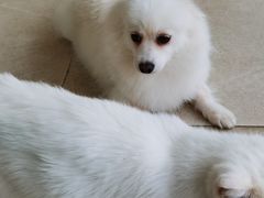 -怪兽屋·羊驼·猫咖·狗咖(俊华广场店)